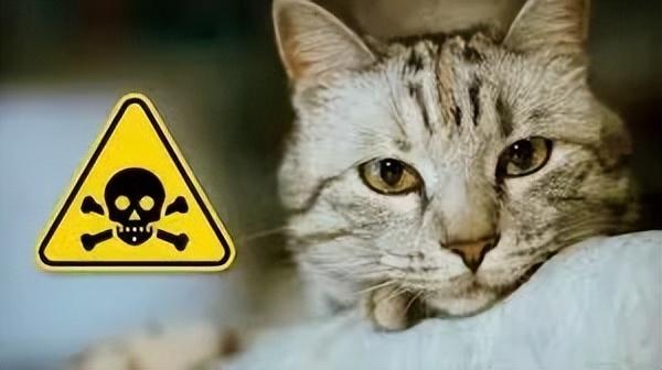 蚊香对猫有毒，养猫人夏天这么做，也可以放心使用蚊香了