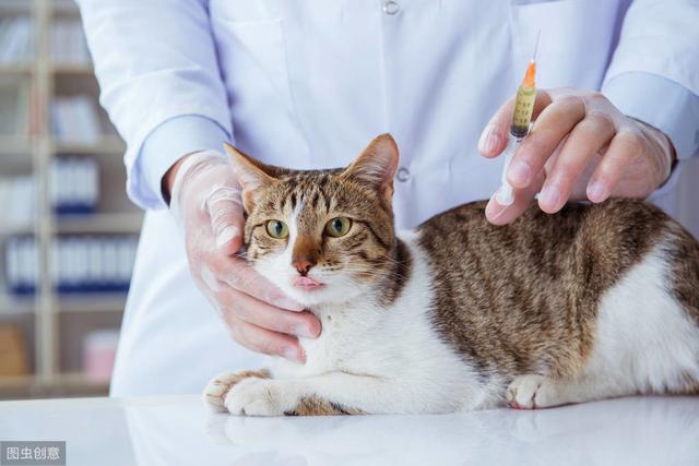 你知不知道，猫咪也会得哮喘病！我们又该如何预防和治疗呢？