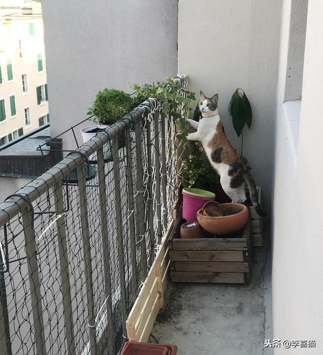 饲养猫咪一定要封阳台或安装防护网，侥幸心理有可能酿成大祸