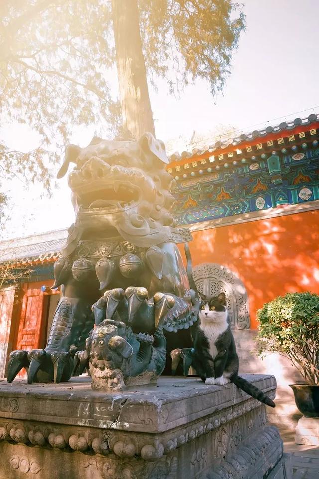 中国南北各地的猫有区别吗？有，还不小