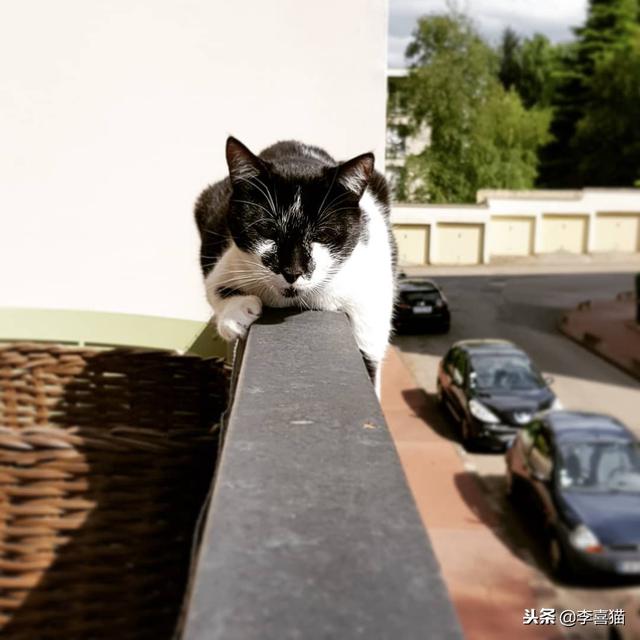 饲养猫咪一定要封阳台或安装防护网，侥幸心理有可能酿成大祸