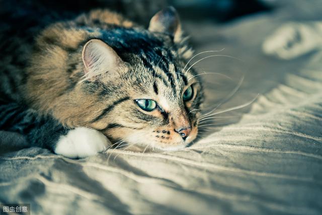 把猫一直关在室内饲养有什么坏处？猫咪应该散养吗？