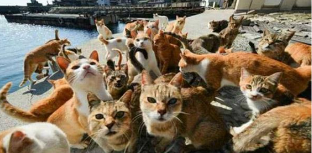 日本“撸猫”的寺庙，收养30多只，和尚念经业余，养猫专业！