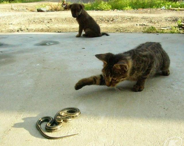 农村老家的猫，夏天会捕蛇吃，猫真的不怕蛇吗？