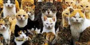 日本养猫(日本“撸猫”的寺庙，收养30多只，和尚念经业余，养猫专业)