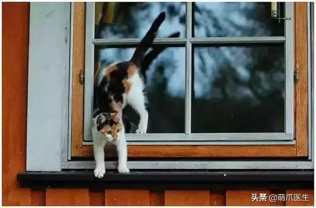 猫有九条命，摔不死？纯属谣言，封窗才是科学爱猫的方法之一
