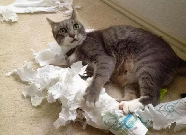 猫咪挠坏沙发后该被丢掉吗？该如何面对养猫过程中的一些问题