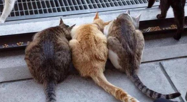 日本“撸猫”的寺庙，收养30多只，和尚念经业余，养猫专业！