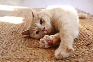 养猫多少温度(为猫咪打造舒适生活：最适合猫的室温是多少度？)