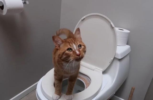 猫咪不必经常洗澡的小技巧，铲屎官可从四点出发帮助小猫保持干净