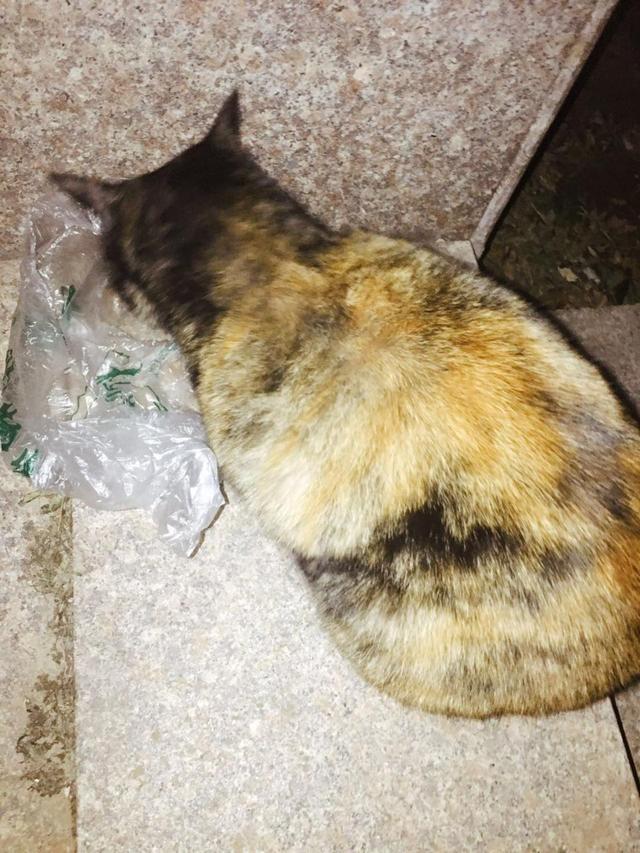 1月1日开封市龙亭区宋城雅居小区发现流浪猫「流浪猫线索」