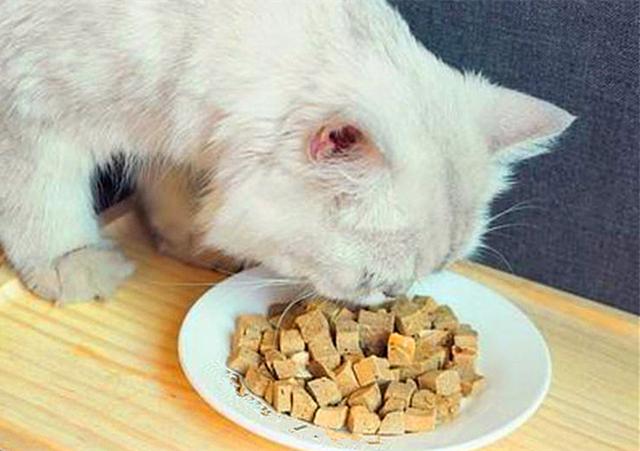 既然猫咪心脏病难治，不如及时预防，主人应从饮食管理做起