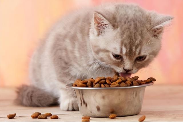 618养猫人，猫粮怎么选？