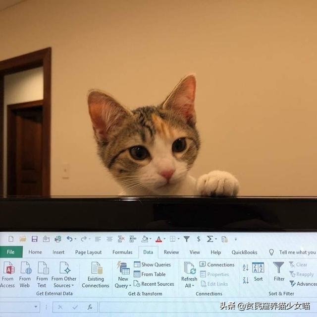 在办公室上班的招财猫咪，每天的任务就是撒娇，太可爱了