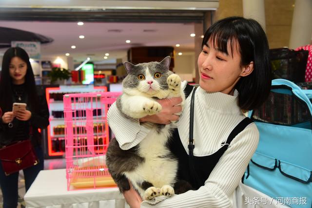 96只世界名猫郑州比美！有的身价超十万 主人称把猫当儿子养