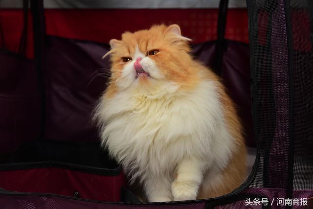 96只世界名猫郑州比美！有的身价超十万 主人称把猫当儿子养