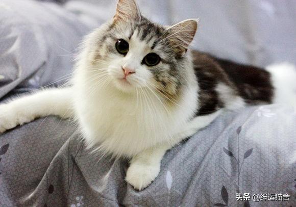「绊运猫舍」养猫身上莫名起蚊子包，对猫咪过敏怎么办？