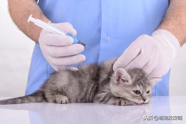 为了猫咪及铲屎官的健康，要给猫接种哪些疫苗呢？一文告诉你