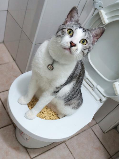 辟谣：亲戚说养猫不干净，让你别养了扔掉。养猫真的那么脏吗？