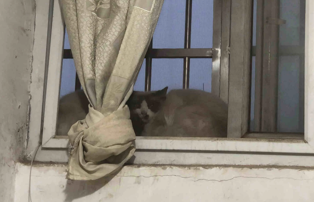 地库捡到一只布偶猫，疑似被人遗弃的，检查和喂养让网友心力交瘁