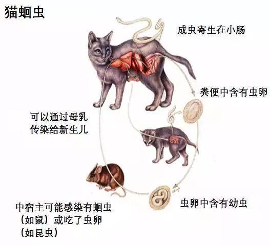给宠物驱虫很有必要，如何为猫咪做好驱虫呢？