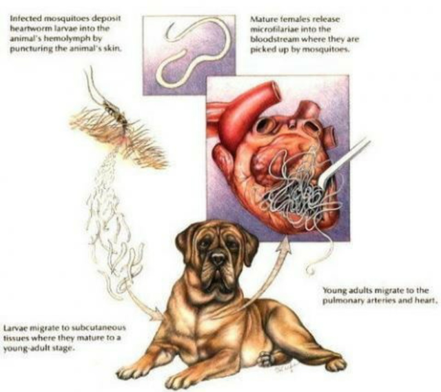 宠物医生整理出来，猫狗体内常见的6种寄生虫治疗方法和预防措施