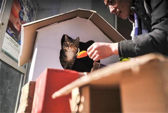 小区里建了个豪华猫咪公寓，流浪猫纷纷入住，爱猫人士开始云养猫
