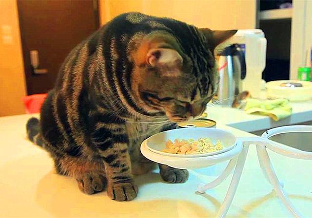 既然猫咪心脏病难治，不如及时预防，主人应从饮食管理做起