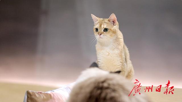 北京路的“吸猫”大亨：坐拥90只猫，花去上百万